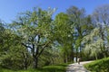 Apple tree, yellow Boskop in the public fruit property Park in Baden-Baden