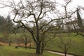 Apple tree, yellow Boskop in winter, in the public fruit property Park Baden-Baden