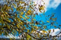 Apple tree with yellow leaves against the blue autumn sky Royalty Free Stock Photo