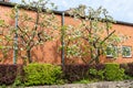 Apple trees bloom near the brick wall