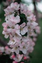 apple trees bloom