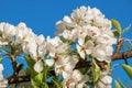 Apple trees bloom spring. Delicate white flowers blue sky