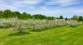 Apple trees in bloom in the spring in Maine Royalty Free Stock Photo