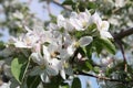 Apple tree branch in full bloom