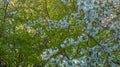 Blooming apple tree in early spring. Central Sweden Royalty Free Stock Photo