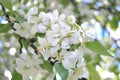 The apple trees blossom Royalty Free Stock Photo