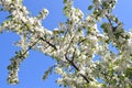 The apple trees blossom Royalty Free Stock Photo