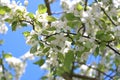 The apple trees blossom Royalty Free Stock Photo