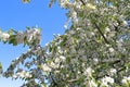 The apple trees blossom Royalty Free Stock Photo