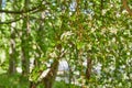 Apple trees during blossom in park in spring day Royalty Free Stock Photo