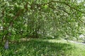 Apple trees during blossom in park in spring day Royalty Free Stock Photo