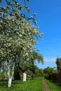 Apple trees blossom in spring Royalty Free Stock Photo