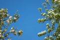 Apple trees with blossoms and foliage over clear blue sky Royalty Free Stock Photo