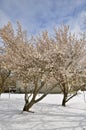 Apple trees, blossoms, shadows, and snow Royalty Free Stock Photo