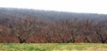 Apple trees in breeze in orchard in New England in autumn Royalty Free Stock Photo