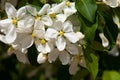 Apple trees color. the seed-bearing part of a plant, consisting Royalty Free Stock Photo