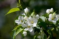 Apple trees color. the seed-bearing part of a plant, consisting Royalty Free Stock Photo