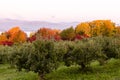 Apple trees and colourful Fall foliage seen during a fall morning