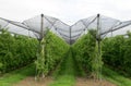 Apple trees covered in protective netting in Titel, Serbia