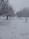 Apple trees covered with snow