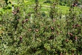 Espalier fruits with red, ripe apples on trees, apple ripening on tree in plantage, South Tyrol, Italy