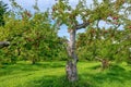 Apple trees filled with ripe fruit in an old orchard in Quebec, Canada.