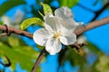 Apple Trees Flower Royalty Free Stock Photo