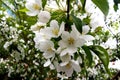 Apple trees flowers Royalty Free Stock Photo