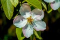 Apple trees flowers. the seed-bearing part of a plant
