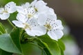 Apple trees flowers. the seed-bearing part of a plant, consisting of reproductive organs stamens and carpels that are Royalty Free Stock Photo