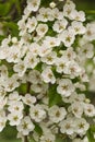 Apple trees flowers. the seed-bearing part of a plant, consisting of reproductive organs stamens and carpels that are Royalty Free Stock Photo