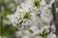 Apple trees flowers. the seed-bearing part of a plant, consisting of reproductive organs stamens and carpels that are Royalty Free Stock Photo