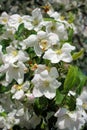 Apple trees flowers. the seed-bearing part of a plant, consisting of reproductive organs stamens and carpels that are typically