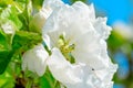 Apple trees flowers. the seed-bearing part of a plant Royalty Free Stock Photo