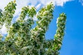 Apple trees flowers. t Royalty Free Stock Photo