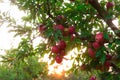 Apple on trees in fruit garden on sunset