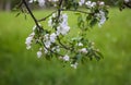 Apple trees in full bloom