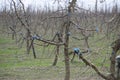Apple trees in the garden, pruning apple trees Royalty Free Stock Photo
