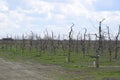 Apple trees in the garden, pruning apple trees Royalty Free Stock Photo