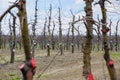 Apple trees in the garden, pruning apple trees Royalty Free Stock Photo