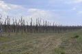 Apple trees in the garden, pruning apple trees Royalty Free Stock Photo