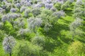 Apple trees garden at sunny spring day. aerial photo Royalty Free Stock Photo