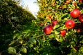 Apple trees growing in rows with red apples in the foreground Royalty Free Stock Photo