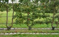 Apple trees grown in flat vertical palmettes. branching at sharp angles. a strip of flowerbed with a curb of paving granite blocks