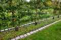 Apple trees grown in flat vertical palmettes. branching at sharp angles. a strip of flowerbed with a curb of paving granite blocks