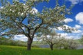 Apple Trees in Horizontal Royalty Free Stock Photo