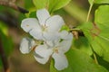 White Apple Tree Blossoms