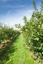 Apple trees loaded with apples in an orchard Royalty Free Stock Photo