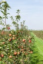 Apple trees loaded with apples in an orchard Royalty Free Stock Photo