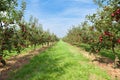 Apple trees loaded with apples in an orchard